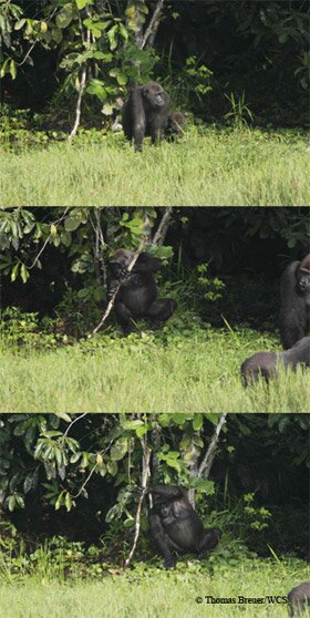 A western gorilla uses a stick