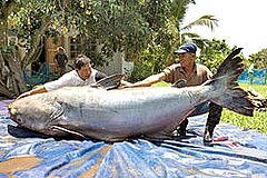 Photo: 646-pound Mekong giant catfish