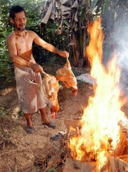 Photo: A farmer prepares to burn his dead chicken