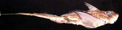 Prehistoric Ratfish Photo